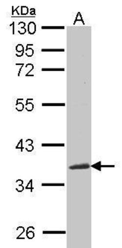 Invitrogen NOV Polyclonal Antibody 100 &mu;L; Unconjugated:Antibodies,