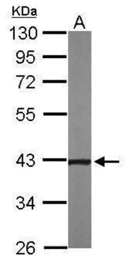 Invitrogen NOV Polyclonal Antibody 100 &mu;L; Unconjugated:Antibodies,