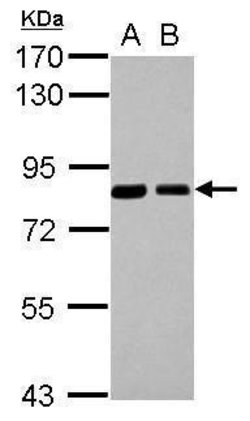 Invitrogen SNX9 Polyclonal Antibody 100 &mu;L | Buy Online | Invitrogen&trade; | Fisher Scientific