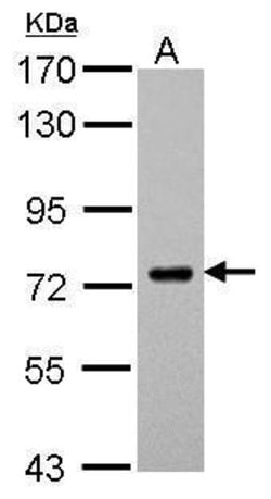 Invitrogen SAMHD1 Polyclonal Antibody 100 &mu;L; Unconjugated:Antibodies,