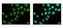 Invitrogen ZMYND11 Polyclonal Antibody 100 &mu;L; Unconjugated:Antibodies,