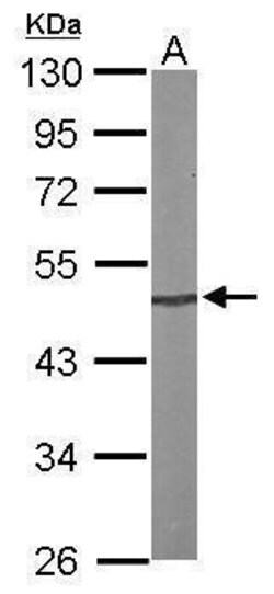 Invitrogen PRKX Polyclonal Antibody 100 &mu;L; Unconjugated:Antibodies,