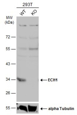 Invitrogen ECH1 Polyclonal Antibody 100 &mu;L; Unconjugated:Antibodies,