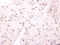 Invitrogen NAB2 Polyclonal Antibody 100 &mu;L; Unconjugated:Antibodies,