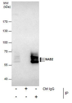 Invitrogen NAB2 Polyclonal Antibody 100 &mu;L; Unconjugated:Antibodies,