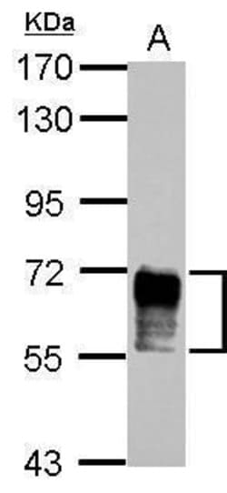 Invitrogen NAB2 Polyclonal Antibody 100 &mu;L; Unconjugated:Antibodies,