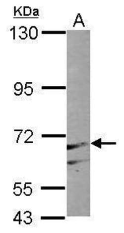 Invitrogen PAPSS1 Polyclonal Antibody 100 &mu;L; Unconjugated:Antibodies,