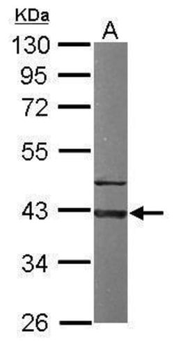 GNAI3 Polyclonal Antibody, Invitrogen 100 &mu;L; Unconjugated:Antibodies,