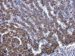 Invitrogen DHCR24 Polyclonal Antibody 100 &mu;L; Unconjugated:Antibodies,