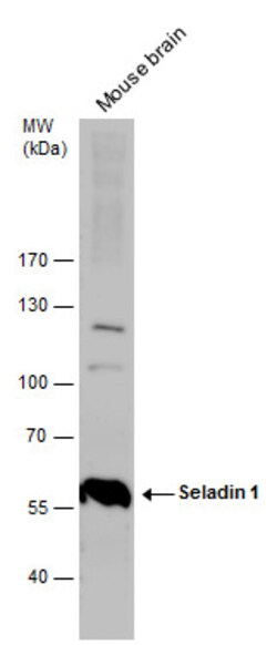 Invitrogen DHCR24 Polyclonal Antibody 100 &mu;L; Unconjugated:Antibodies,