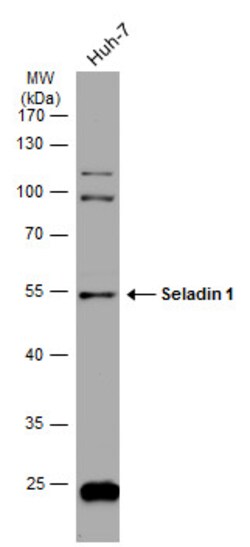 Invitrogen DHCR24 Polyclonal Antibody 100 &mu;L; Unconjugated:Antibodies,