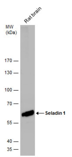 Invitrogen DHCR24 Polyclonal Antibody 100 &mu;L; Unconjugated:Antibodies,