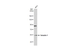 Invitrogen DHCR24 Polyclonal Antibody 100 &mu;L; Unconjugated:Antibodies,