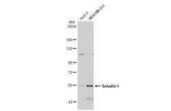 Invitrogen DHCR24 Polyclonal Antibody 100 &mu;L; Unconjugated:Antibodies,