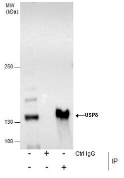 Invitrogen USP8 Polyclonal Antibody 100 &mu;L; Unconjugated:Antibodies,