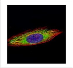Invitrogen ENO3 Polyclonal Antibody 100 &mu;L; Unconjugated:Antibodies,