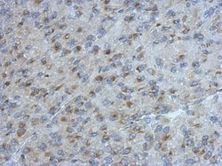 Invitrogen UGGT2 Polyclonal Antibody 100 &mu;L; Unconjugated:Antibodies,