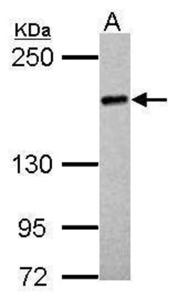 Invitrogen UGGT2 Polyclonal Antibody 100 &mu;L; Unconjugated:Antibodies,