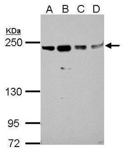 Invitrogen SLK Polyclonal Antibody 100 &mu;L; Unconjugated:Antibodies,