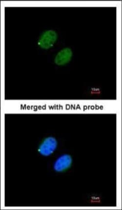 Invitrogen PSMA5 Polyclonal Antibody 100 &mu;L; Unconjugated:Antibodies,