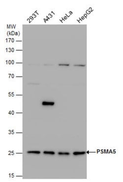 Invitrogen PSMA5 Polyclonal Antibody 100 &mu;L; Unconjugated:Antibodies,