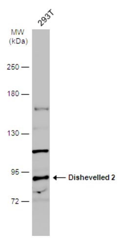 Invitrogen DVL2 Polyclonal Antibody 100 &mu;L; Unconjugated:Antibodies,