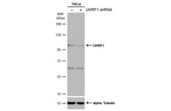 Invitrogen UHRF1 Polyclonal Antibody 100 &mu;L; Unconjugated:Antibodies,