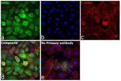 Cyclophilin 40 Polyclonal Antibody, Invitrogen 100 &mu;L; Unconjugated:Antibodies,