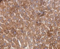 Cyclophilin 40 Polyclonal Antibody, Invitrogen 100 &mu;L; Unconjugated:Antibodies,