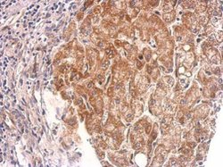 Cyclophilin 40 Polyclonal Antibody, Invitrogen 100 &mu;L; Unconjugated:Antibodies,