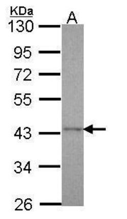 Cyclophilin 40 Polyclonal Antibody, Invitrogen 100 &mu;L; Unconjugated:Antibodies,