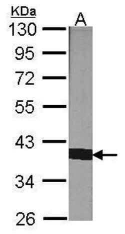 Cyclophilin 40 Polyclonal Antibody, Invitrogen 100 &mu;L; Unconjugated:Antibodies,
