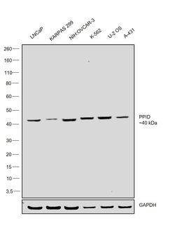 Cyclophilin 40 Polyclonal Antibody, Invitrogen 100 &mu;L; Unconjugated:Antibodies,