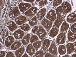 Invitrogen PDHB Polyclonal Antibody 100 &mu;L; Unconjugated:Antibodies,