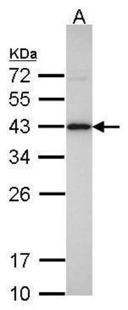 Invitrogen IDH3A Polyclonal Antibody 100 &mu;L; Unconjugated:Antibodies,