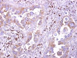 Invitrogen LILRB5 Polyclonal Antibody 100 μL; Unconjugated:Antibodies,
