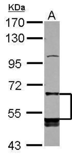 Invitrogen LILRB5 Polyclonal Antibody 100 μL; Unconjugated:Antibodies,