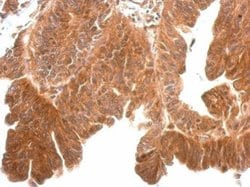 Invitrogen Kallikrein 11 Polyclonal Antibody 100 &mu;L; Unconjugated:Antibodies,