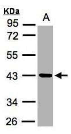 Invitrogen Kallikrein 11 Polyclonal Antibody 100 &mu;L; Unconjugated:Antibodies,