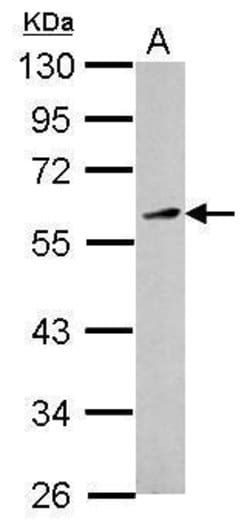 Invitrogen KLF12 Polyclonal Antibody 100 &mu;L; Unconjugated:Antibodies,