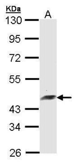 Invitrogen Arfaptin 2 Polyclonal Antibody 100 &mu;L; Unconjugated:Antibodies,