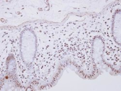 Invitrogen RCL1 Polyclonal Antibody 100 &mu;L; Unconjugated:Antibodies,