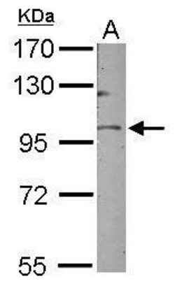 Invitrogen GOLGA5 Polyclonal Antibody 100 &mu;L; Unconjugated:Antibodies,
