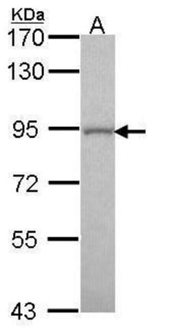Invitrogen GOLGA5 Polyclonal Antibody 100 &mu;L; Unconjugated:Antibodies,