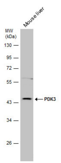 Invitrogen PDK3 Polyclonal Antibody 100 &mu;L; Unconjugated:Antibodies,