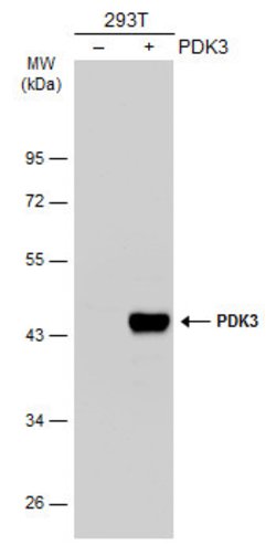 Invitrogen PDK3 Polyclonal Antibody 100 &mu;L; Unconjugated:Antibodies,