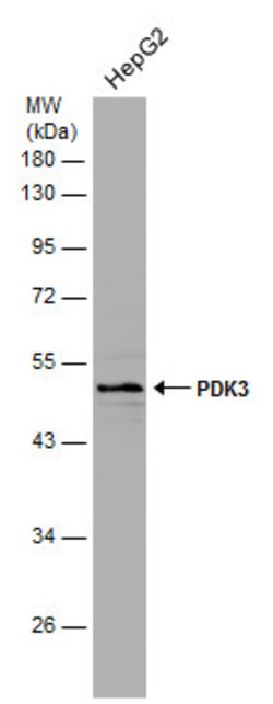Invitrogen PDK3 Polyclonal Antibody 100 &mu;L; Unconjugated:Antibodies,