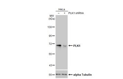 Invitrogen PLK1 Polyclonal Antibody 100 &mu;L; Unconjugated:Antibodies,