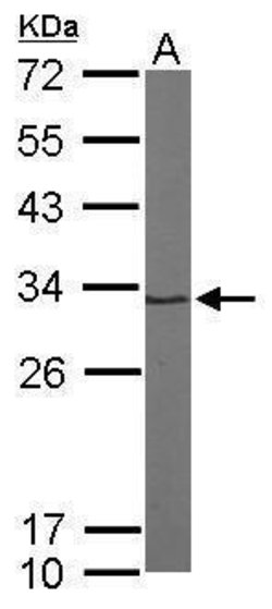 Invitrogen PSMA1 Polyclonal Antibody 100 &mu;L | Buy Online | Invitrogen&trade; | Fisher Scientific