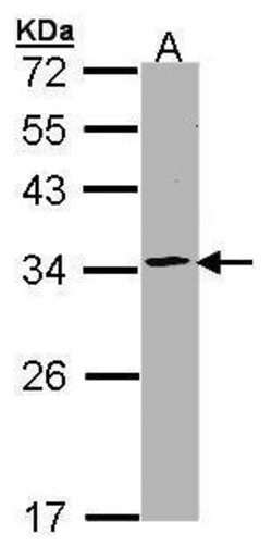 Invitrogen PSMA1 Polyclonal Antibody 100 &mu;L | Buy Online | Invitrogen&trade; | Fisher Scientific